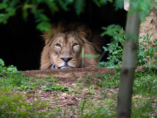 Male lion  looking bored out of his cave