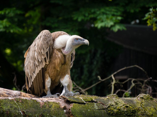 Close view of a vulture from the side