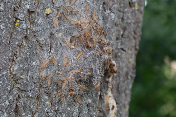 Eichenprozessionsspinner giftige Raupe