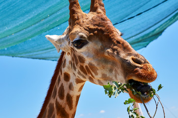 Big beautiful giraffe eating in the zoo.