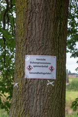 Eichenprozessionsspinner giftige Raupe