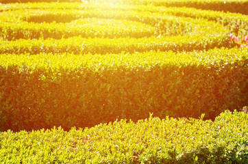 Green hedge labyrinth with sunlight.