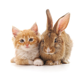 Red kitty and bunny.
