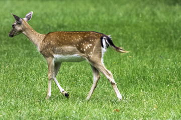 Wild young deer in London, United Kingdom