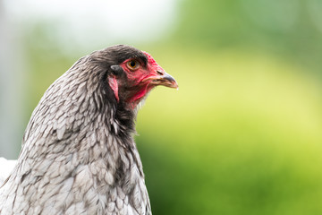 Une poule dans un jardin