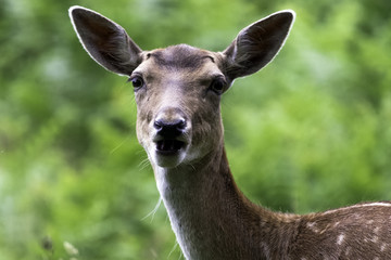 Wild female deer in London, United Kingdom