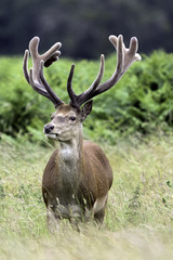 Wild male red deer in London, United Kingdom