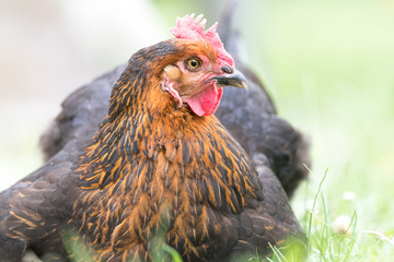 Une poule dans un jardin