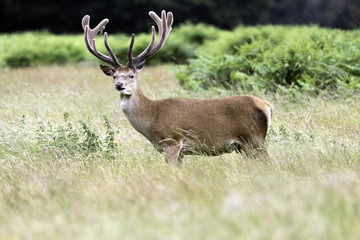Wild male deer in London, United Kingdom