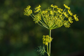 Flower dill spices growing in the garden.