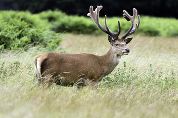 Wild male red deer in London, United Kingdom