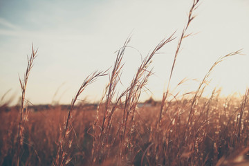 Obraz premium Wheat