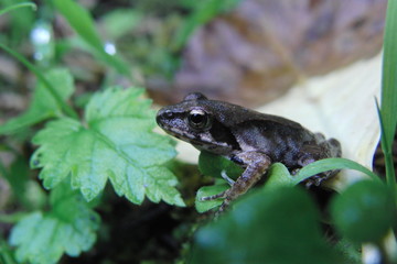 ヤマアカガエル
