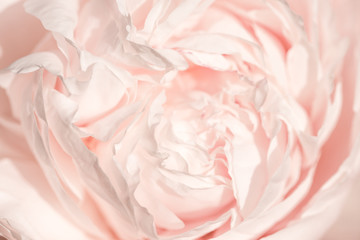 Unfocused blur pink English rose petals, abstract romance background, pastel and soft flower card