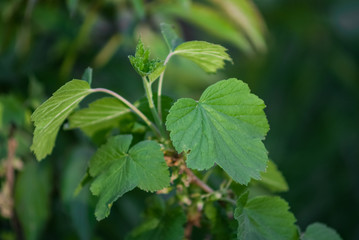 Raspberry leaves in garden