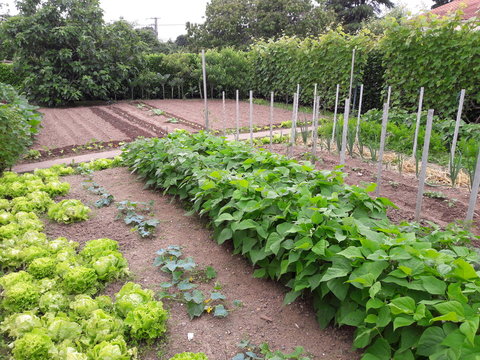 Faire son propre jardin