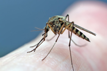 Mosquito drinks blood.