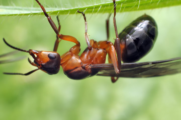 Ant with wings (male or female).
