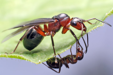 Ant with wings (male or female).
