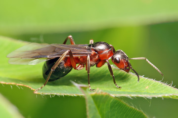 Ant with wings (male or female).
