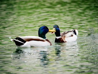 Couple of male mallard ducks on water river lake communicating