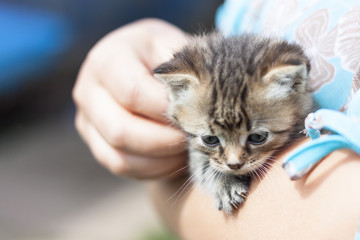 A very small kitten of dark color with open eyes in the hands of a woman.