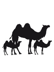 mama papa familie nachwuchs junge babys kinder 2 höcker kamel silhouette umriss schwarz dromedar höcker wüste zoo