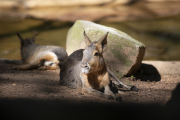 Two Cavies