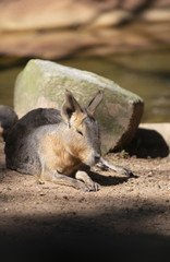 Cavy Resting near Rock