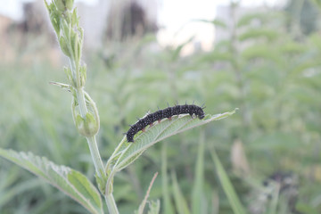 caterpillar, nature, insect, green, plant, grass, wildlife, black, summer, garden