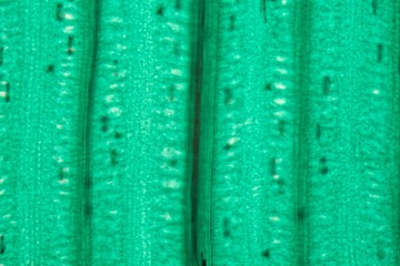 Wheat leaf epidermis under the microscope