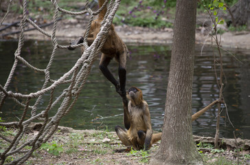 Geoffroy’s Spider Monkey