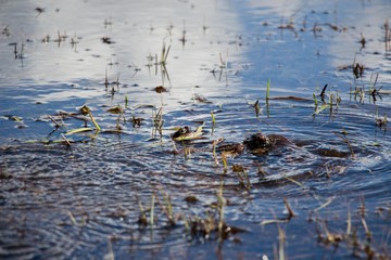 In the spring time, frogs swim in a small forest lake in very clear and blue water.