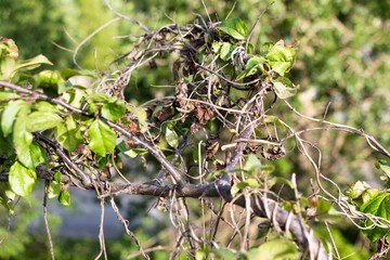 A dry vine of a plant weaves branches of a green and living tree. Sunny summer weather. The sun heats with its gentle rays.