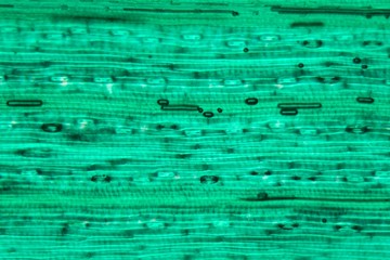 Wheat leaf epidermis under the microscope