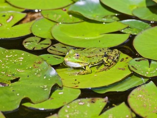 Ein kleiner Wasserfrosch gut getarnt auf Seerosenblaettern