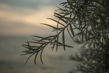 sea buckthorn bush at sunset by the sea. seabuckthorn