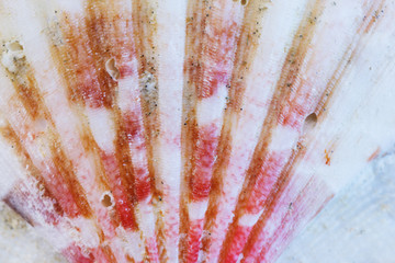 Sea shells collection