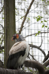 King Vulture