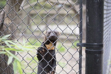 Tayra Standing Sadly at a Fence