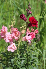 Obraz premium Return Of The Snapdragons, Edmonton, Alberta