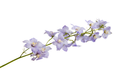 Naklejka premium delphinium flowers isolated