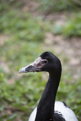 Magpie Goose