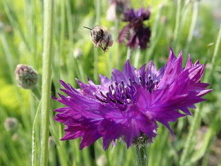 ミツバチとヤグルマソウ