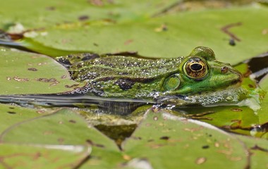 Kleiner gruener Wasserfrosch gut getarnt zwischen Seerosen Blaettern