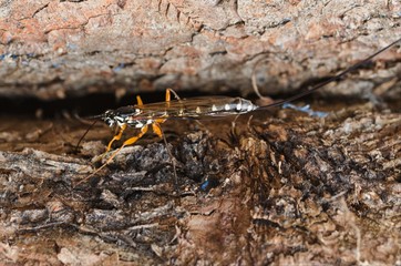Flying insects sitting on a tree trunk.