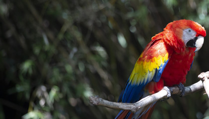 Scarlet Macaw