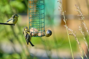 4  fledgeling  blue-tits (Cyanistes caeruleus) on a feeder trying to get at the food