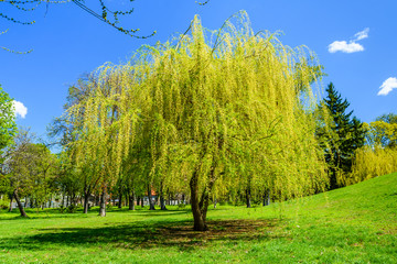 Babylon willow (salix babylonica) in a pubkic park on spring