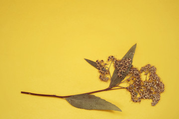 Dried flower on bright yellow paper sheet, background with copy space for text. Top view. Concept of ofautumn holidays and congratulations, back to school, education, romantic mood